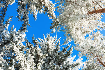 Winter forest with snow-covered pines