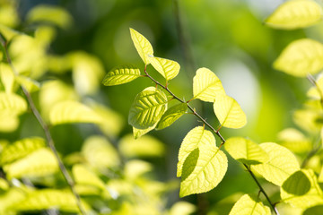 Fototapeta na wymiar green leaves on the tree in nature