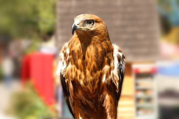Brown eagle, outdoors