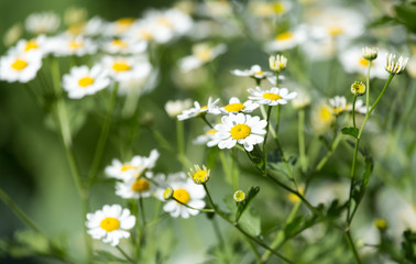 daisy flowers in nature