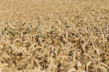 wheat field on a summer day