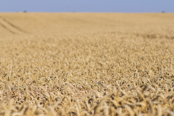 wheat field on a summer day