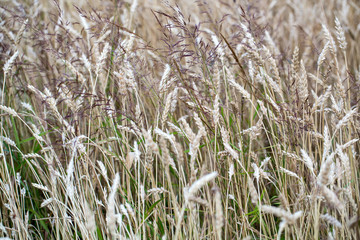 golden wheat in a farm field