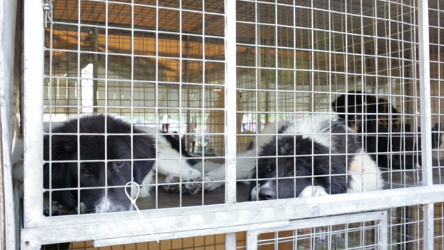 Homeless and ownerless sad dogs are kept in cages.
