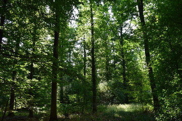 Fototapeta premium Wald Panorama mit Sonnenstrahlen