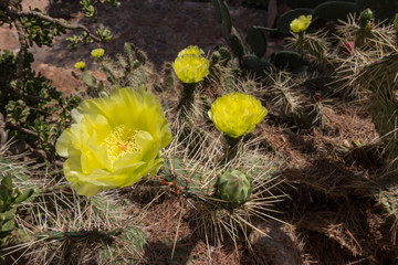 Yellow Cactus Flower