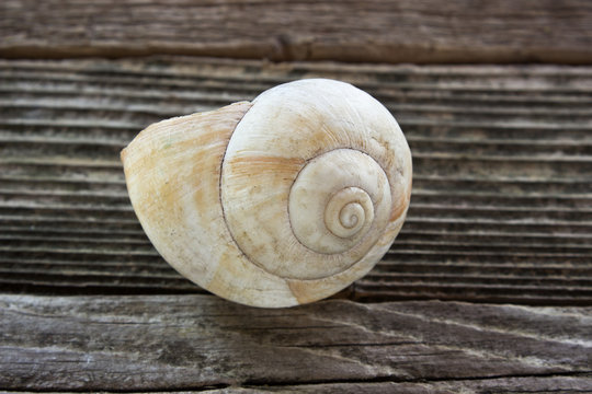 Spiral sea shell on wooden background