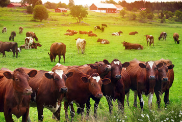 Troupeau de vaches au champ vert d& 39 été