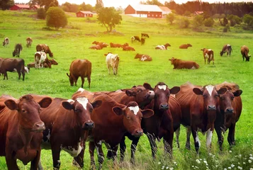 Photo sur Aluminium Vache Troupeau de vaches au champ vert d& 39 été