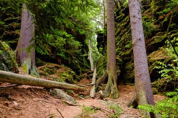 In der Sächsische Schweiz wandern