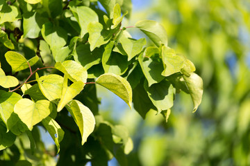 Obraz premium green leaves on the tree in nature
