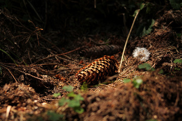 Tree seed