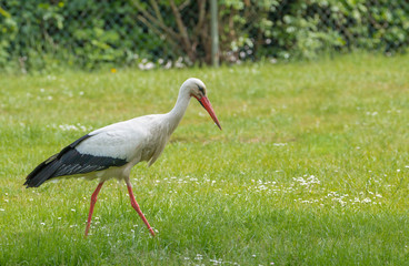 White Stork walking