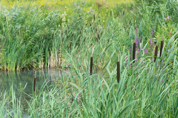 Ditch with Bulrush
