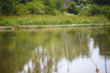 duck swimming in pond