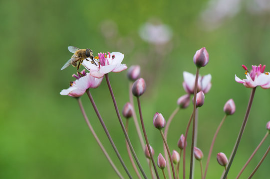 Honey bee on Grass rush