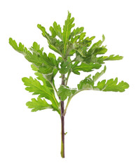 Green leaf isolated on white