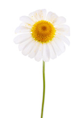 Small chamomile flower isolated on white
