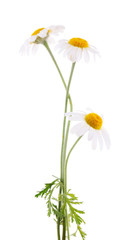 Small chamomile flower isolated on white