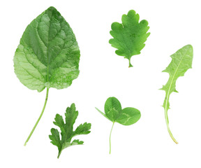 Green leaves isolated on white