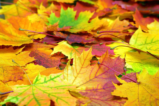 autumn colorful leaves background