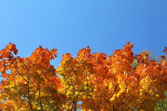 Autumn Leaves On Trees On Sky Background