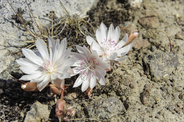 Wildflower - Oregon Bitterroot