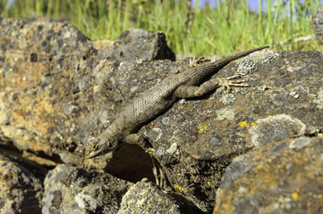 Sagebrush Lizard