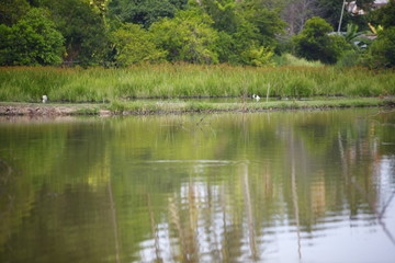 Fototapeta na wymiar duck swimming in pond
