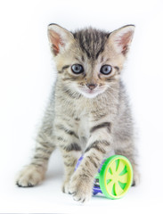 Gattino con giochino colorato