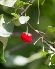 Cherry on the tree in nature
