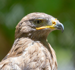 Portrait of an eagle in nature
