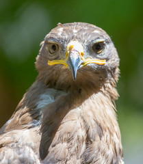 Portrait of an eagle in nature