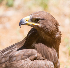 Portrait of an eagle in nature