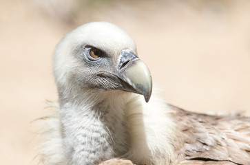 Portrait of vulture in the nature