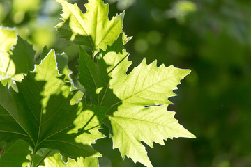 Beautiful maple leaves in nature