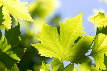 Beautiful maple leaves in nature