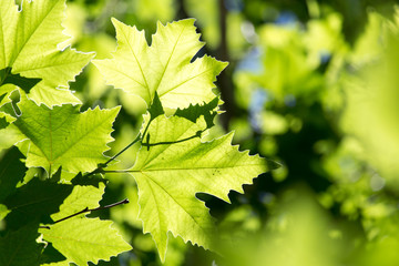 Fototapeta na wymiar Beautiful maple leaves in nature