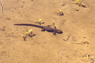 Salamander on the Bottom of a Pond