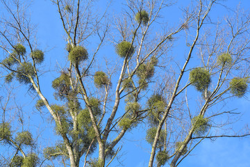 mistletoe plant