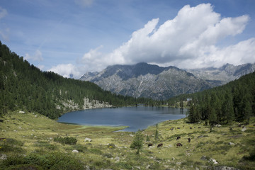 Fototapeta na wymiar laghi alpini del gruppo Adamello Brenta