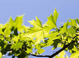 Beautiful maple leaves in nature