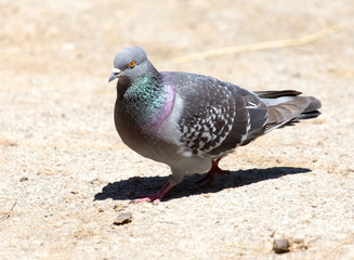 dove on the ground
