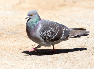dove on the ground