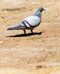 dove on the ground