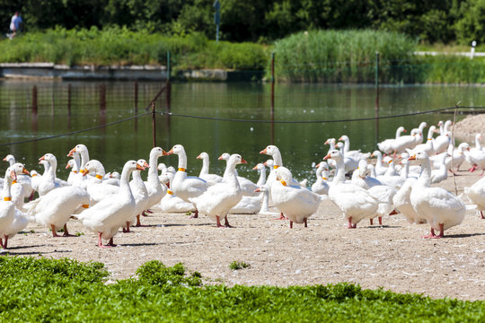 goose farm, Czech Republic
