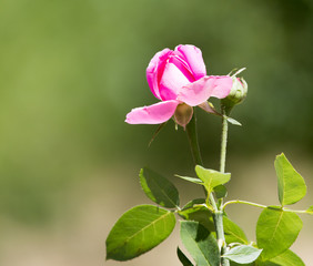 pink rose in nature