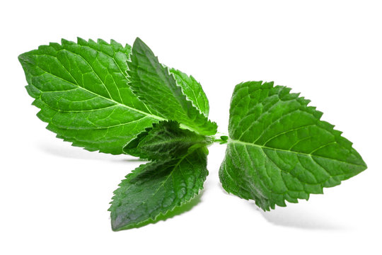 Fresh mint leaf isolated on a white background