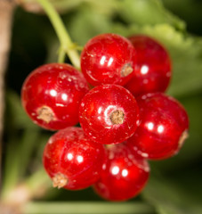 close-up of a red currant in the fruit garden
