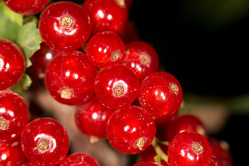 close-up of a red currant in the fruit garden